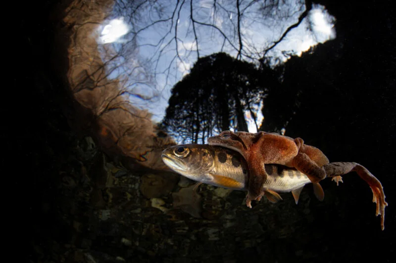 مسابقه عکاسی سونی ۲۰۲۶