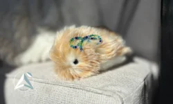 مافلین، بامزه ترین حیوان خانگی هوش مصنوعی دنیا به بازار رسید